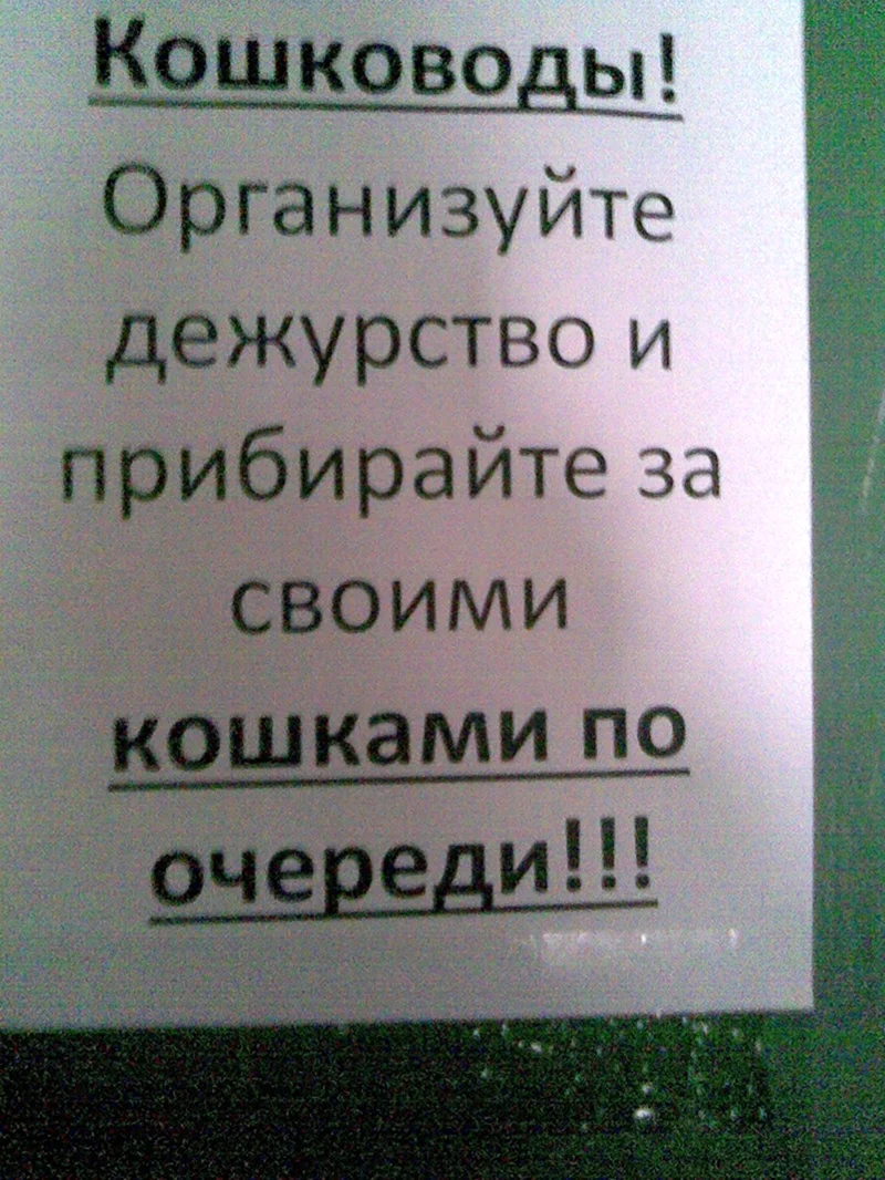 Кошки гадят в подъезде объявление