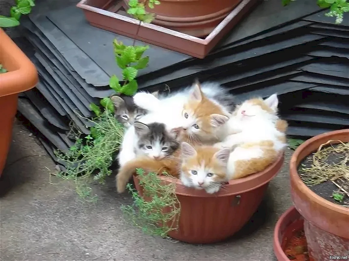 Кошки и рассада