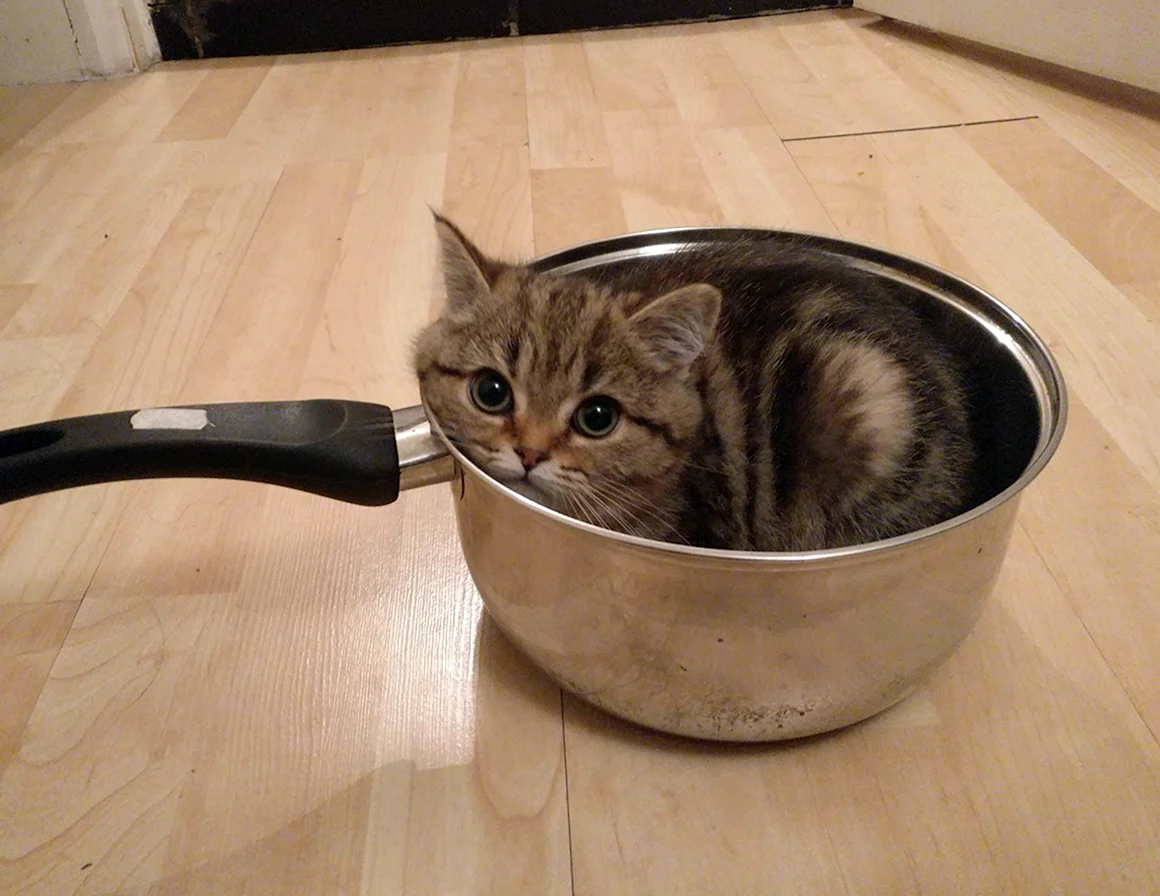 Кошки и суп