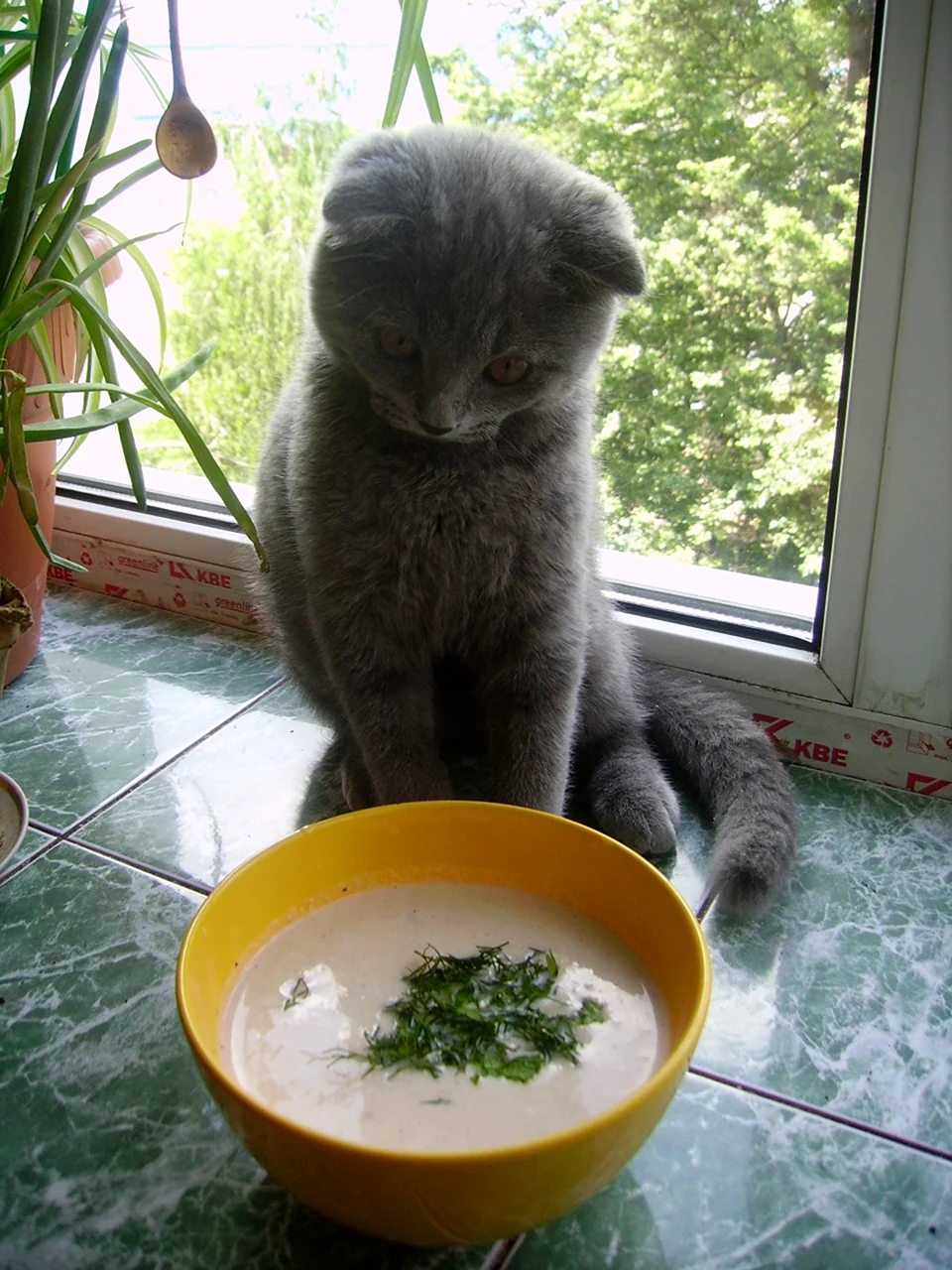 Кошки и суп