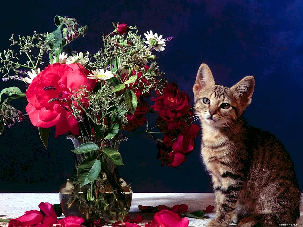 Кошки и цветы