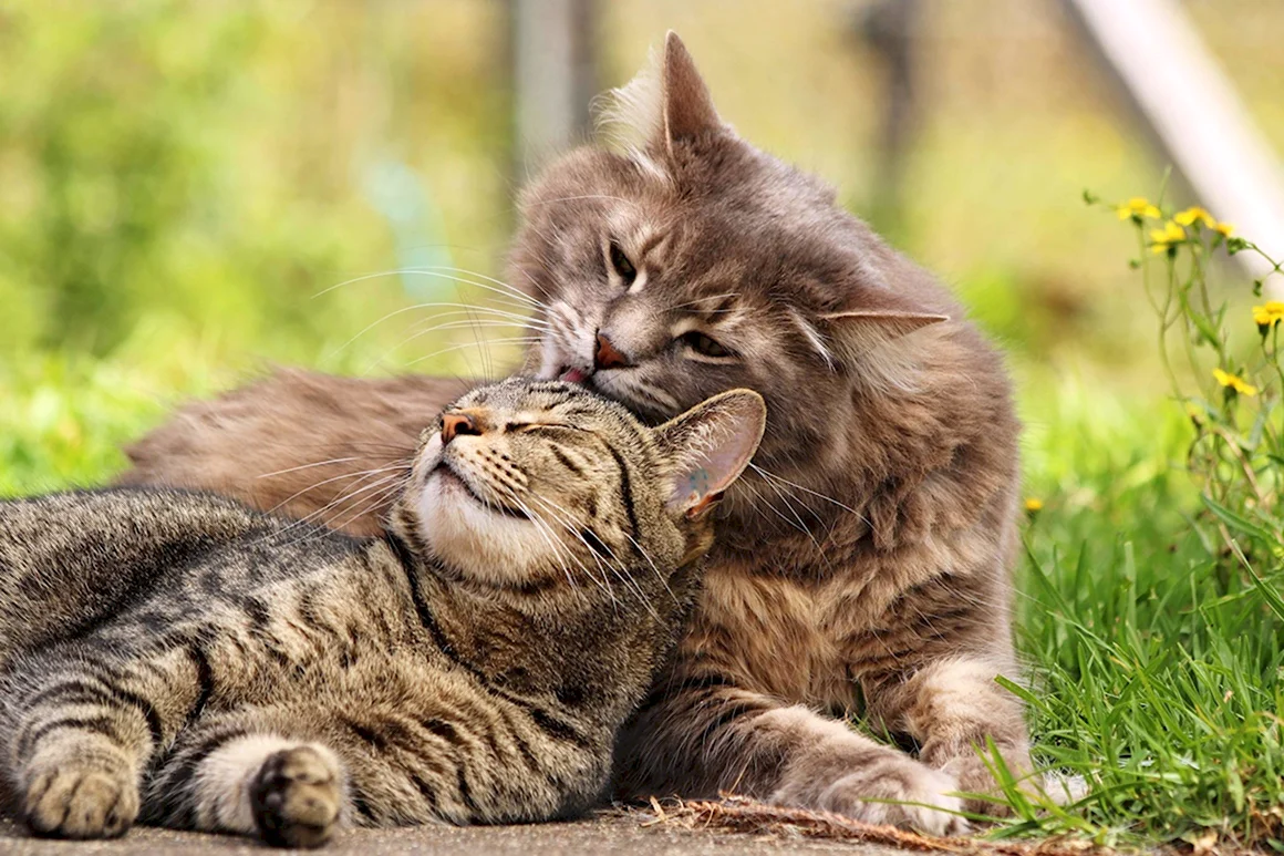 Кошки любовь