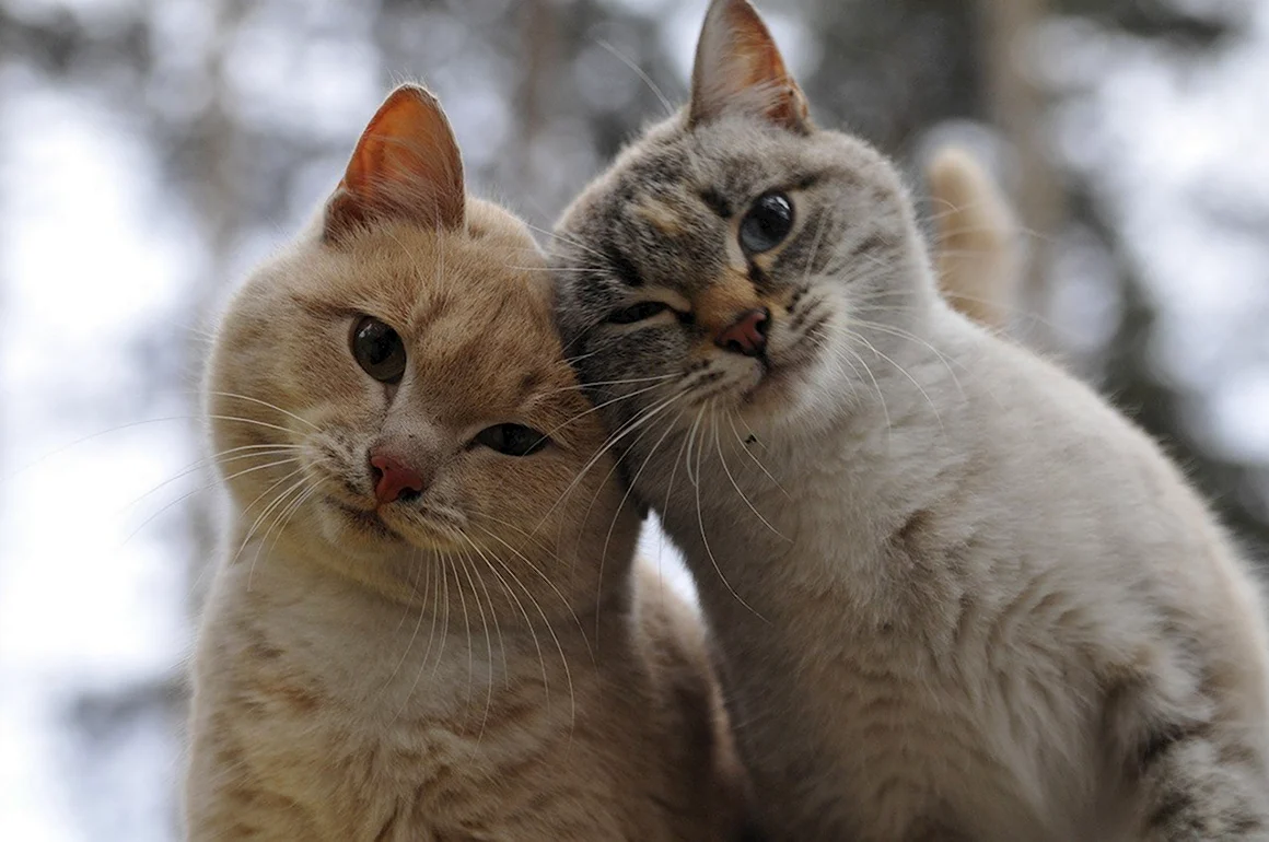Кошки любовь