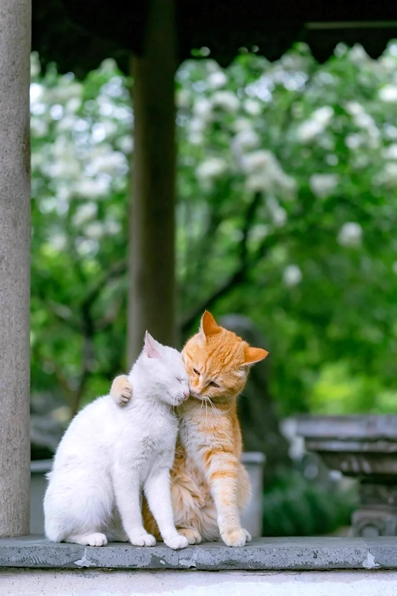 Кошки любовь