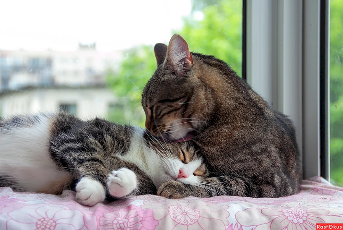 Кошки любовь