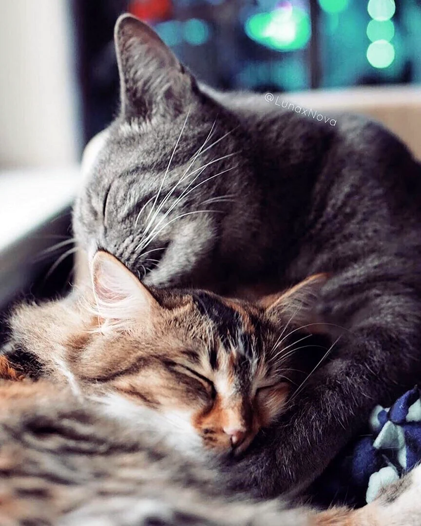 Кошки любовь