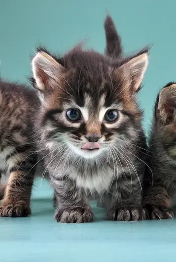 Кошки маленькие