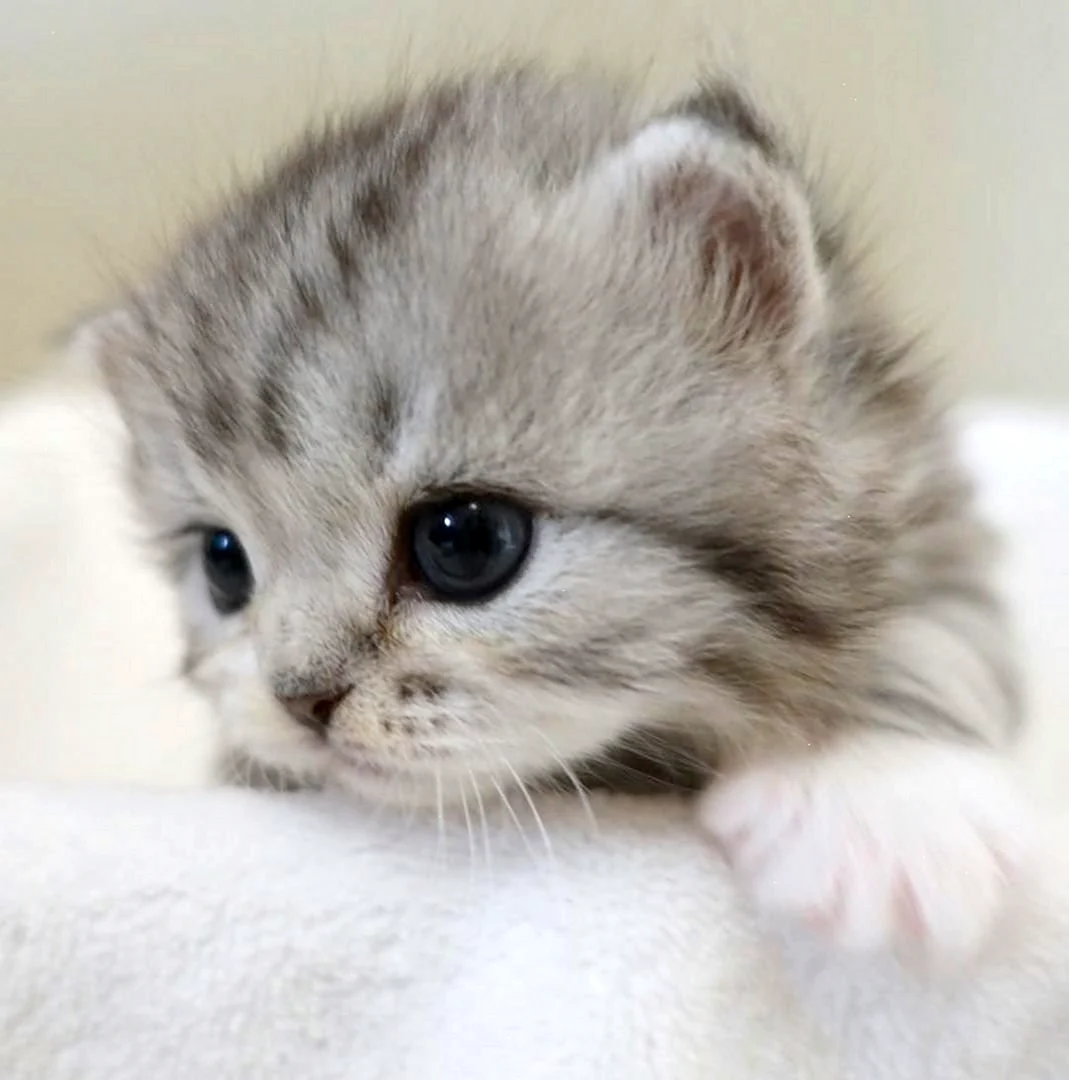 Кошки маленькие милые