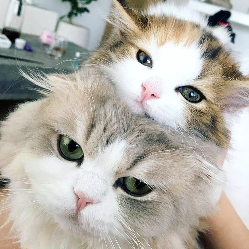 Кошки милота