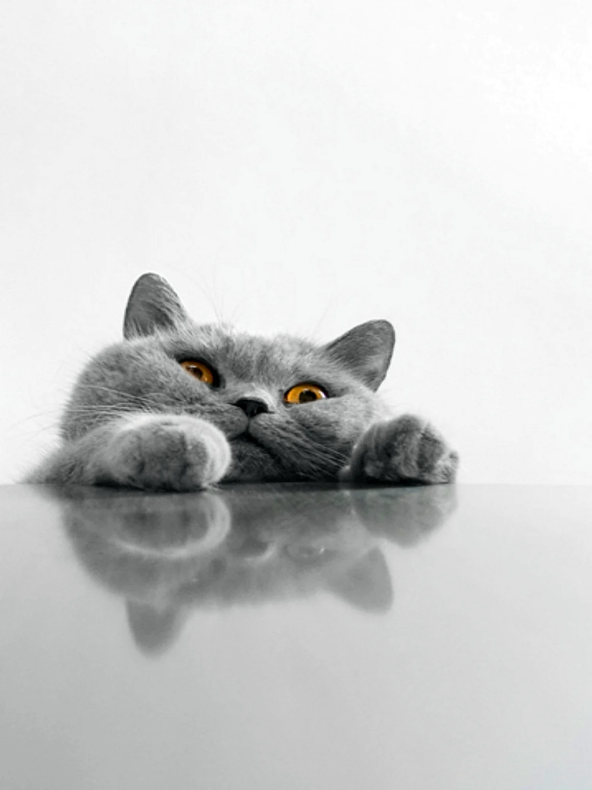 Кошки обложка для сайта