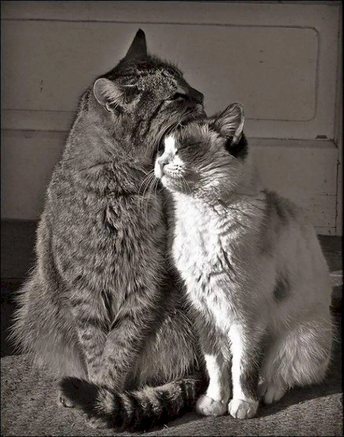 Кошки обнимаются