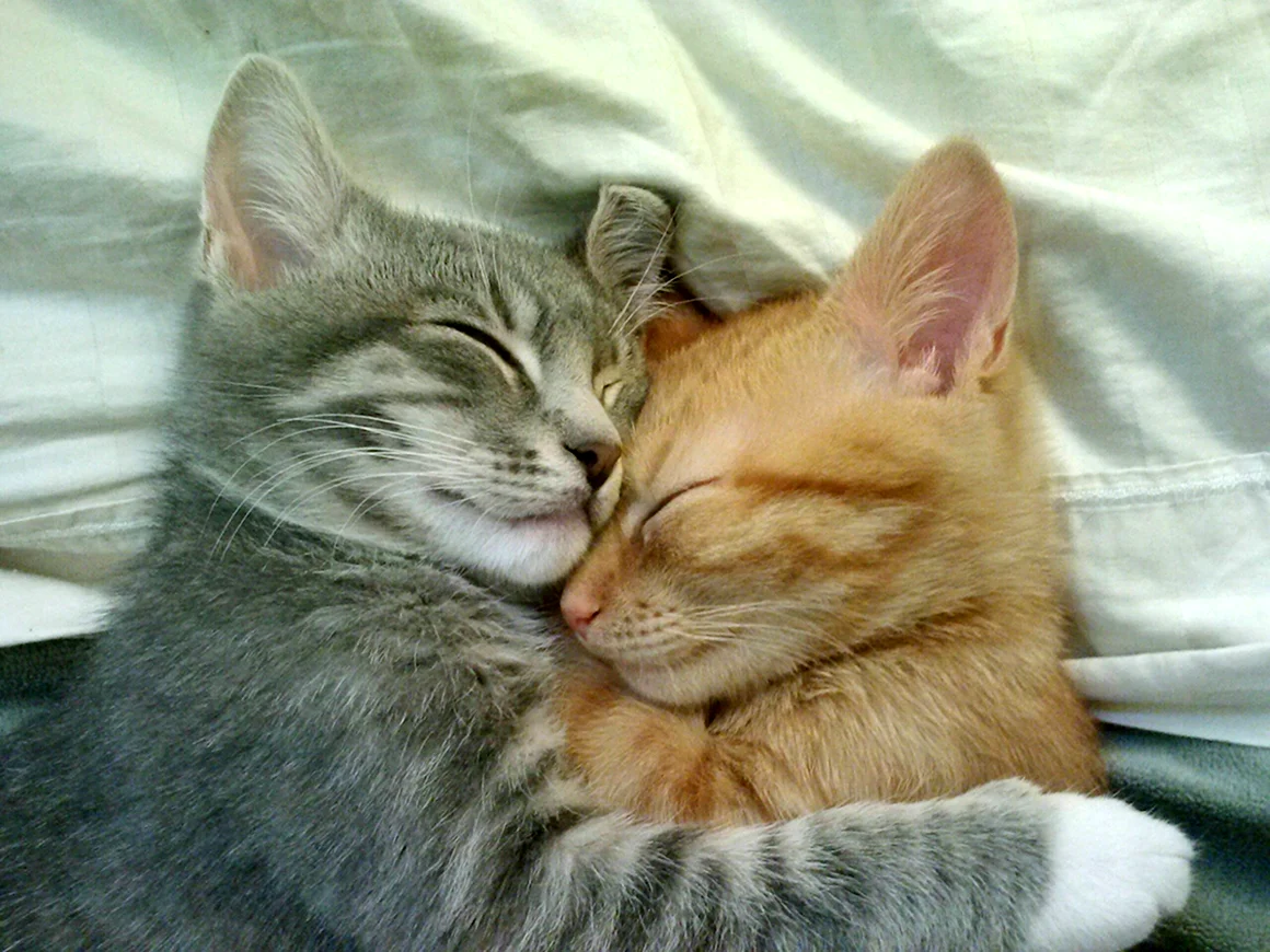 Кошки обнимаются