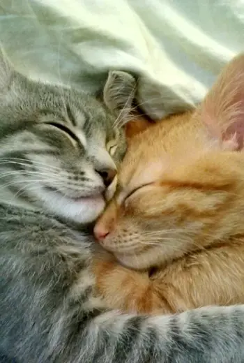 Кошки обнимаются