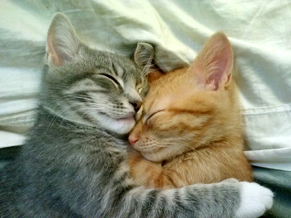 Кошки обнимаются
