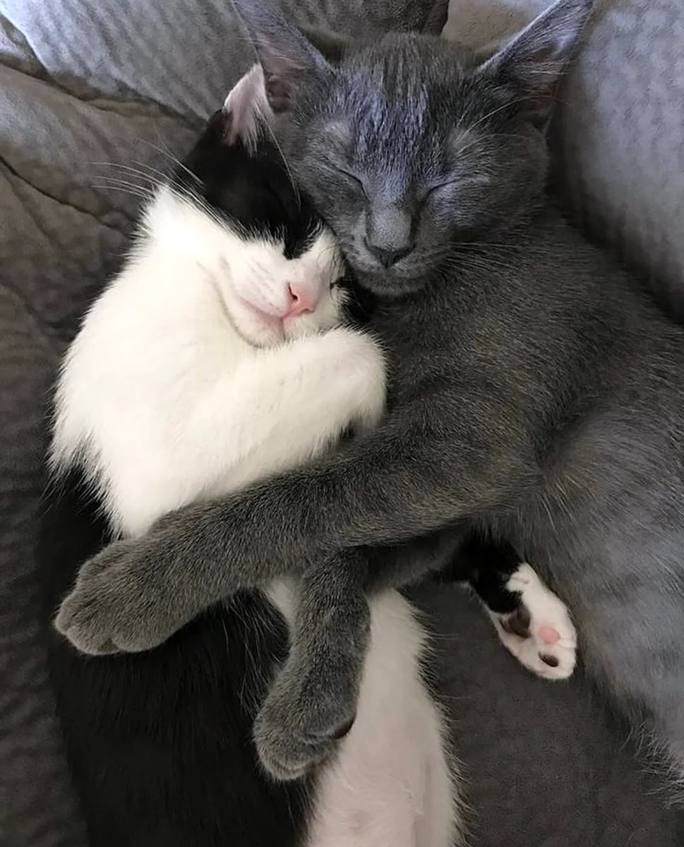 Кошки обнимаются
