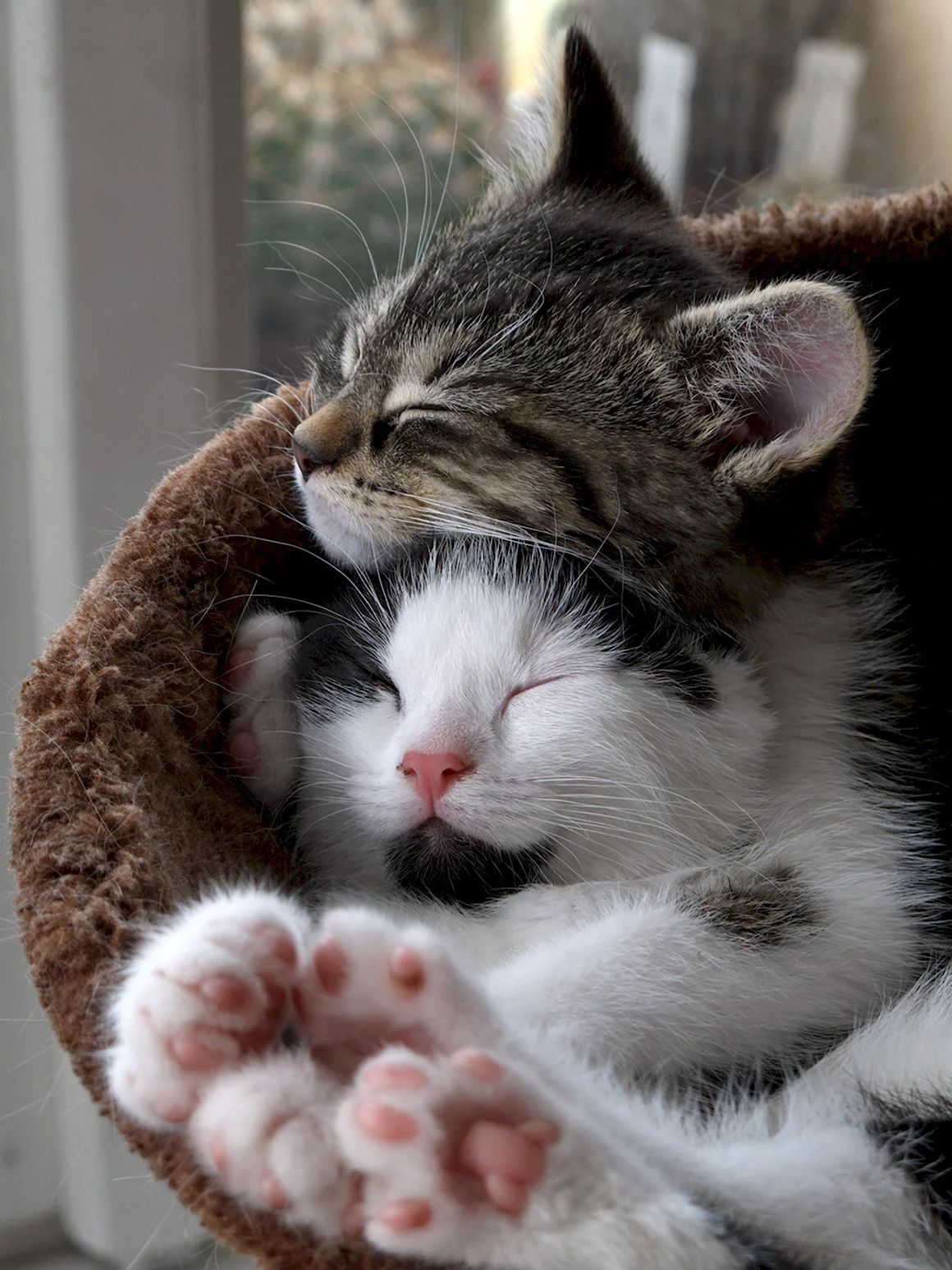 Кошки обнимашки
