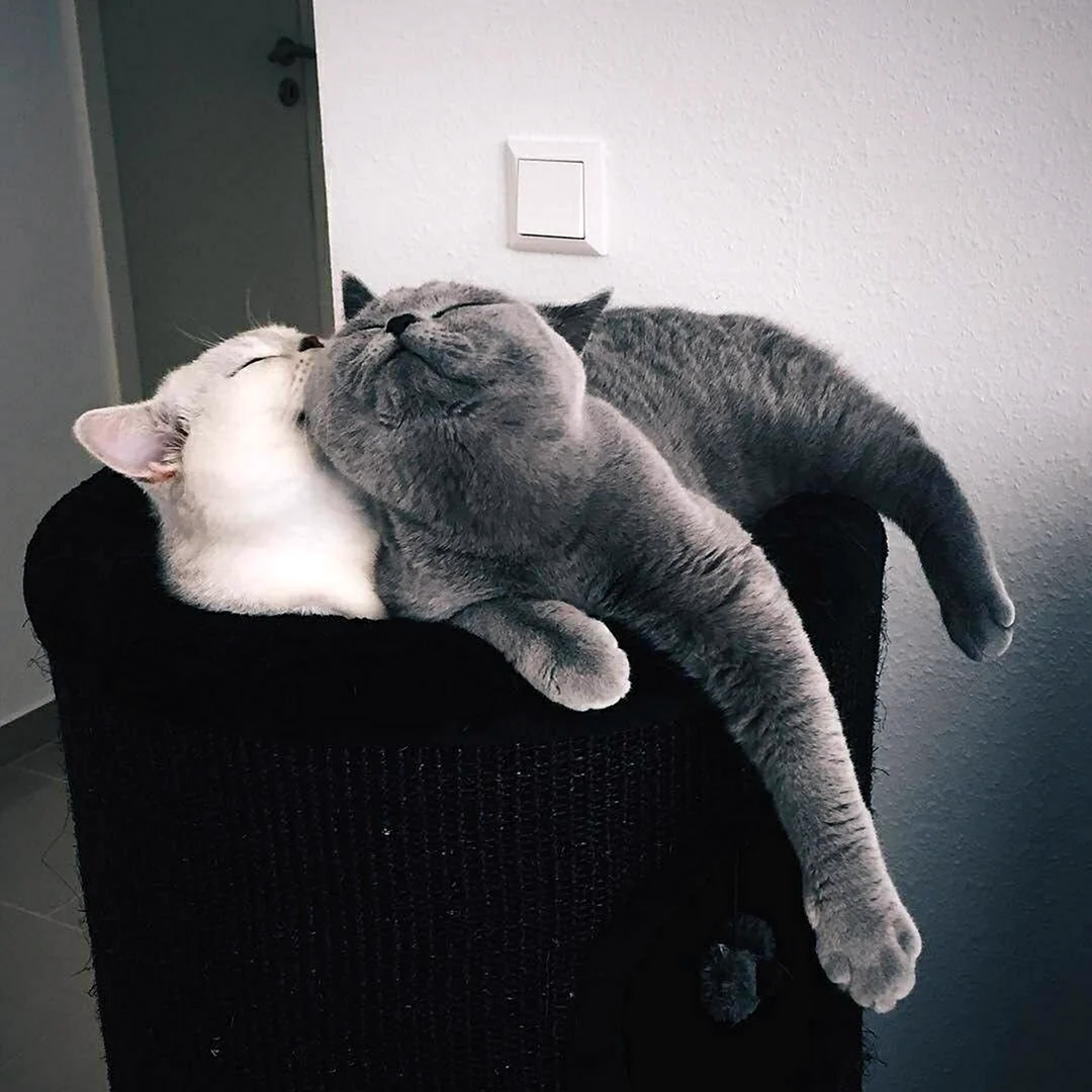 Кошки тьмок