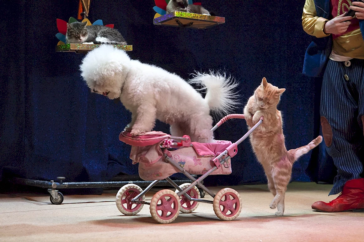 Кошки в цирке
