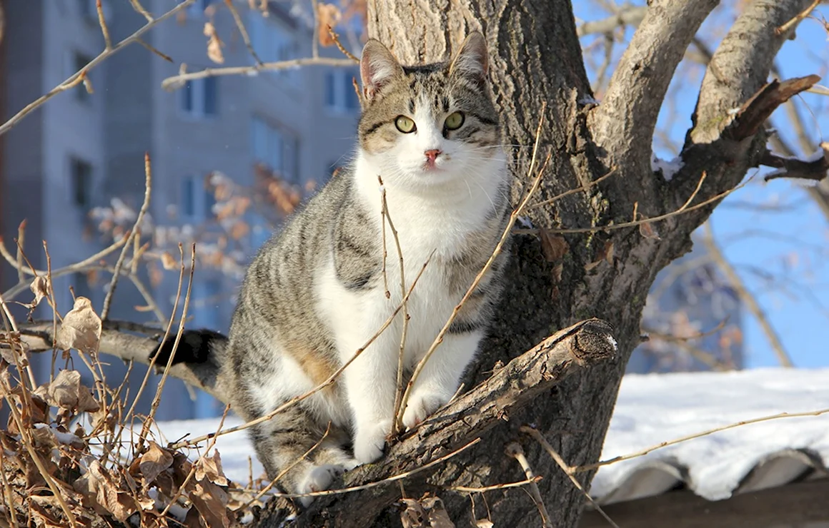 Кошки весной