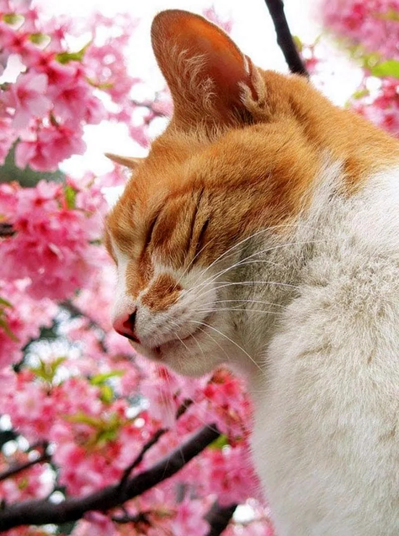 Кошки весной