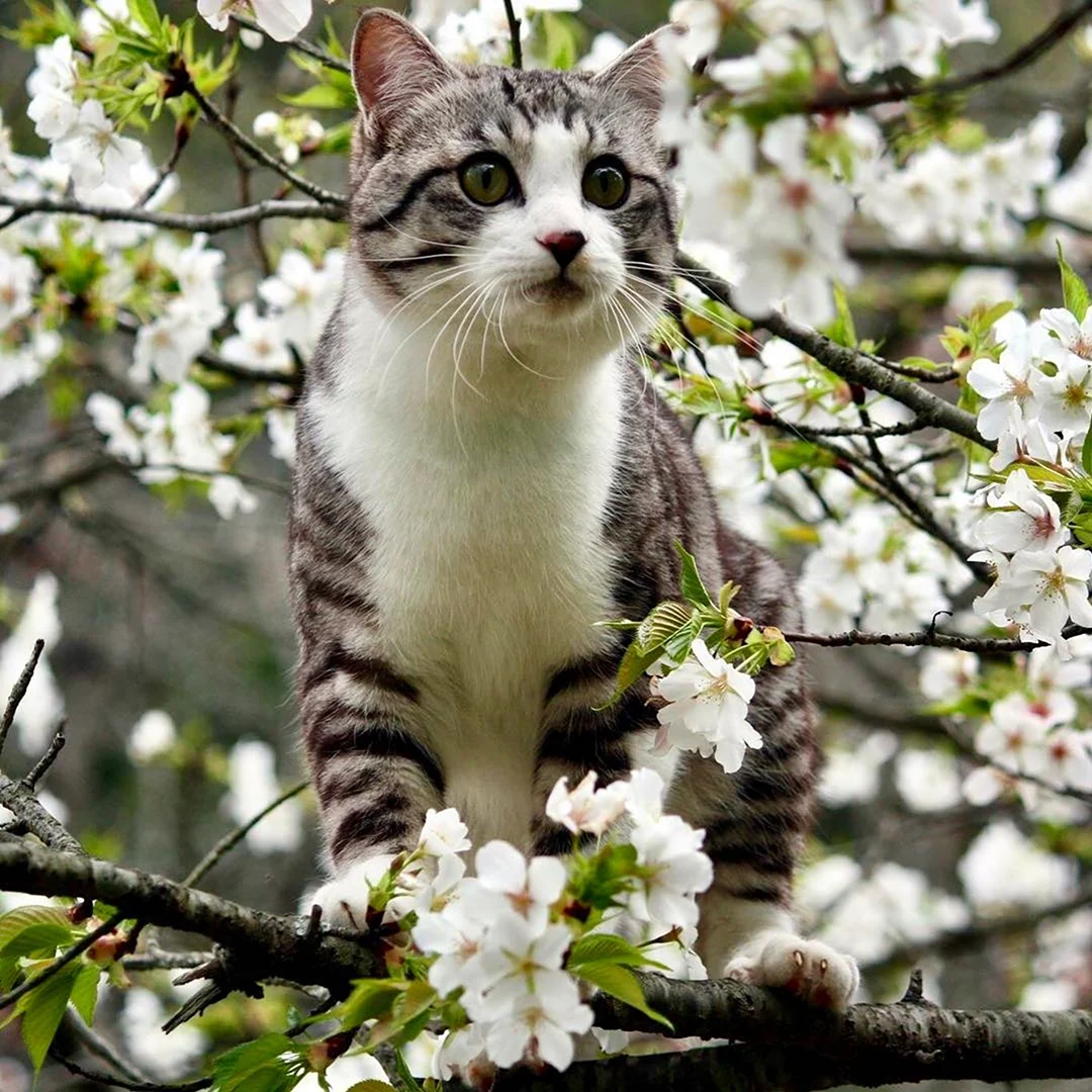 Кошки весной