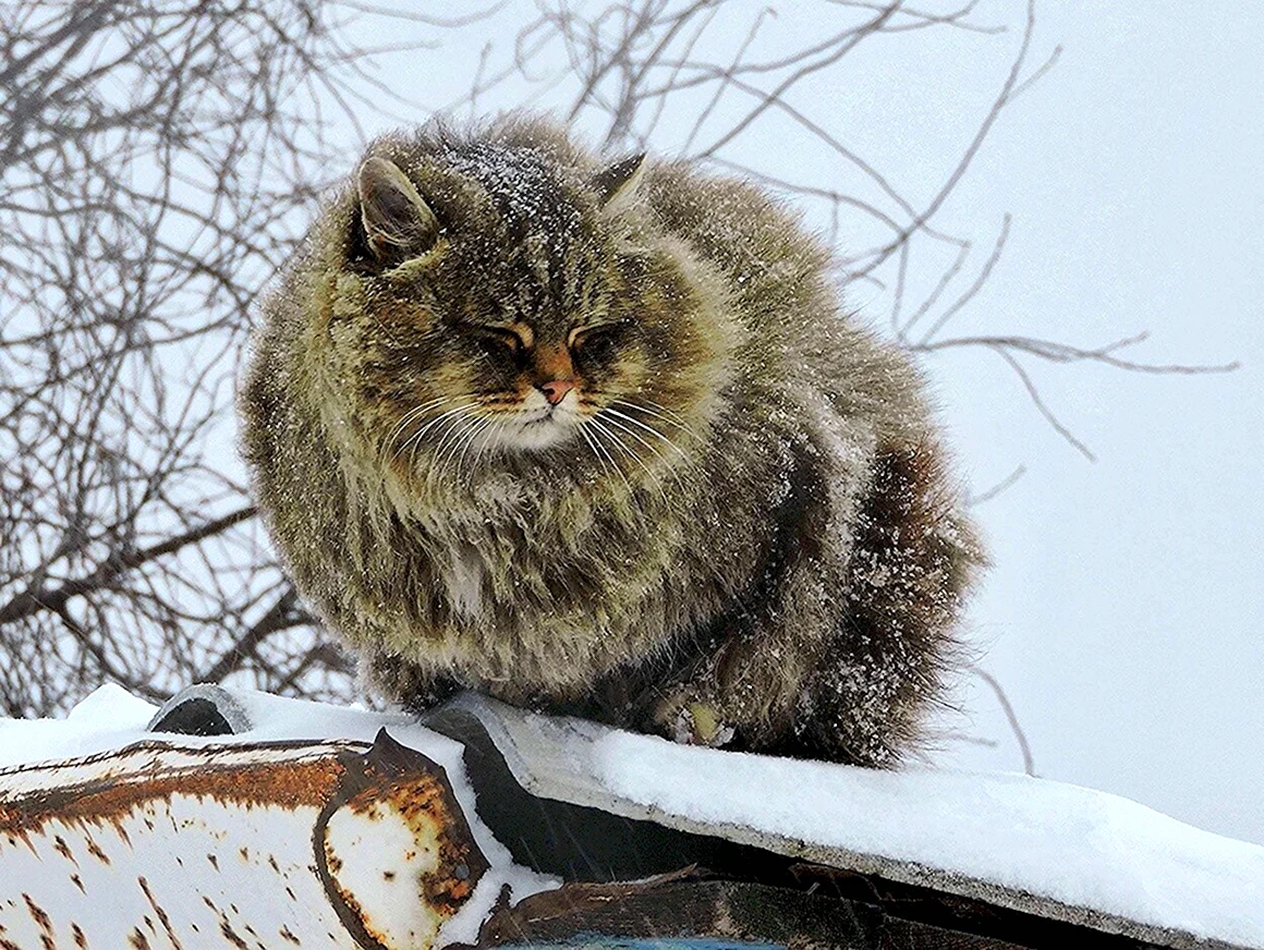 Кошляндия Аллы Лебедевой