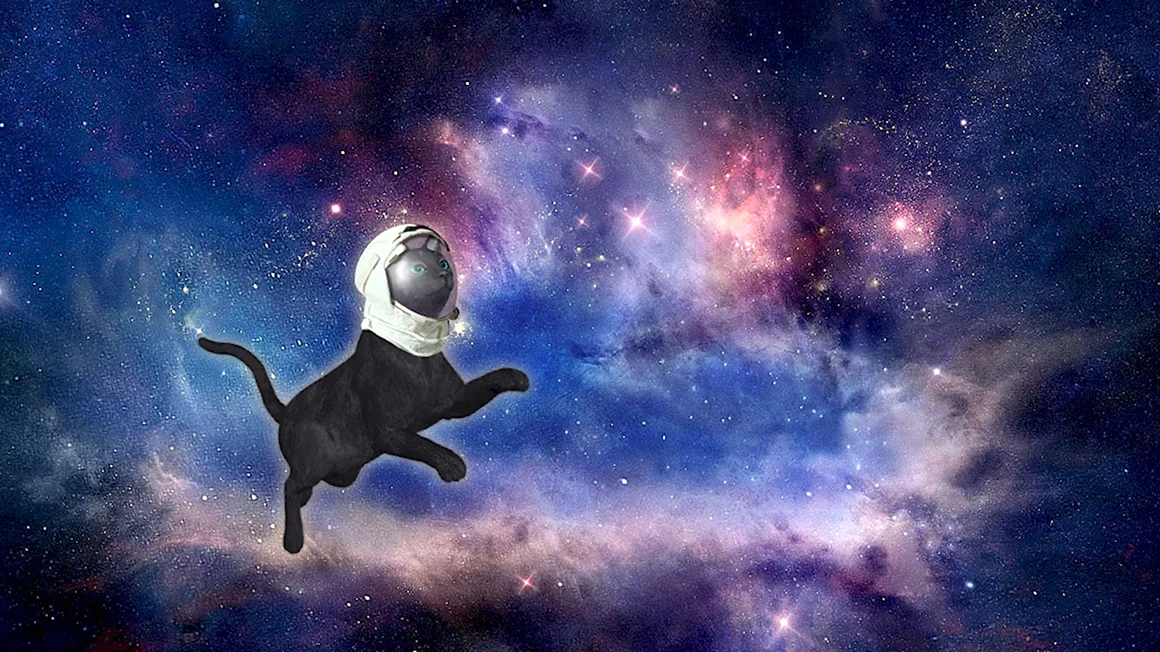 Космические коты