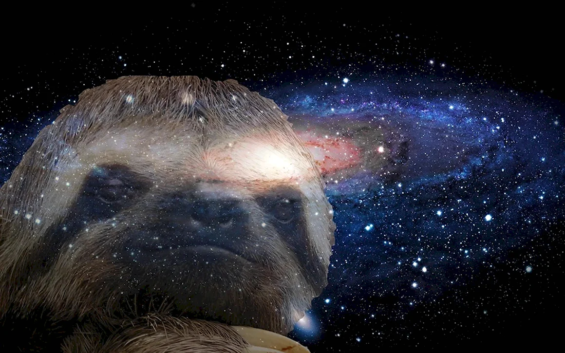 Космические обезьяны