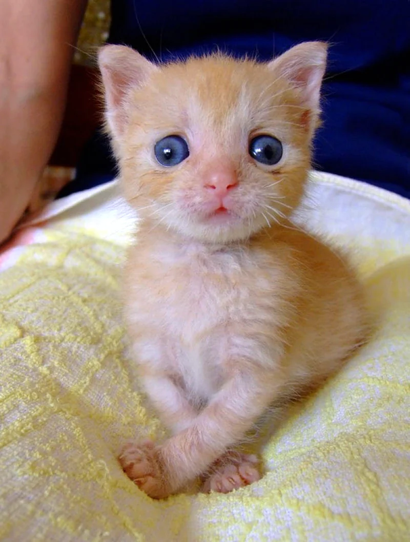 Косой котенок