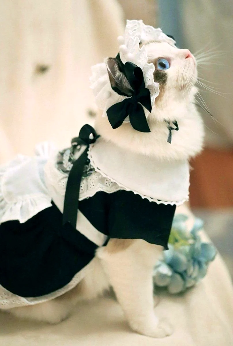 Костюм кошки