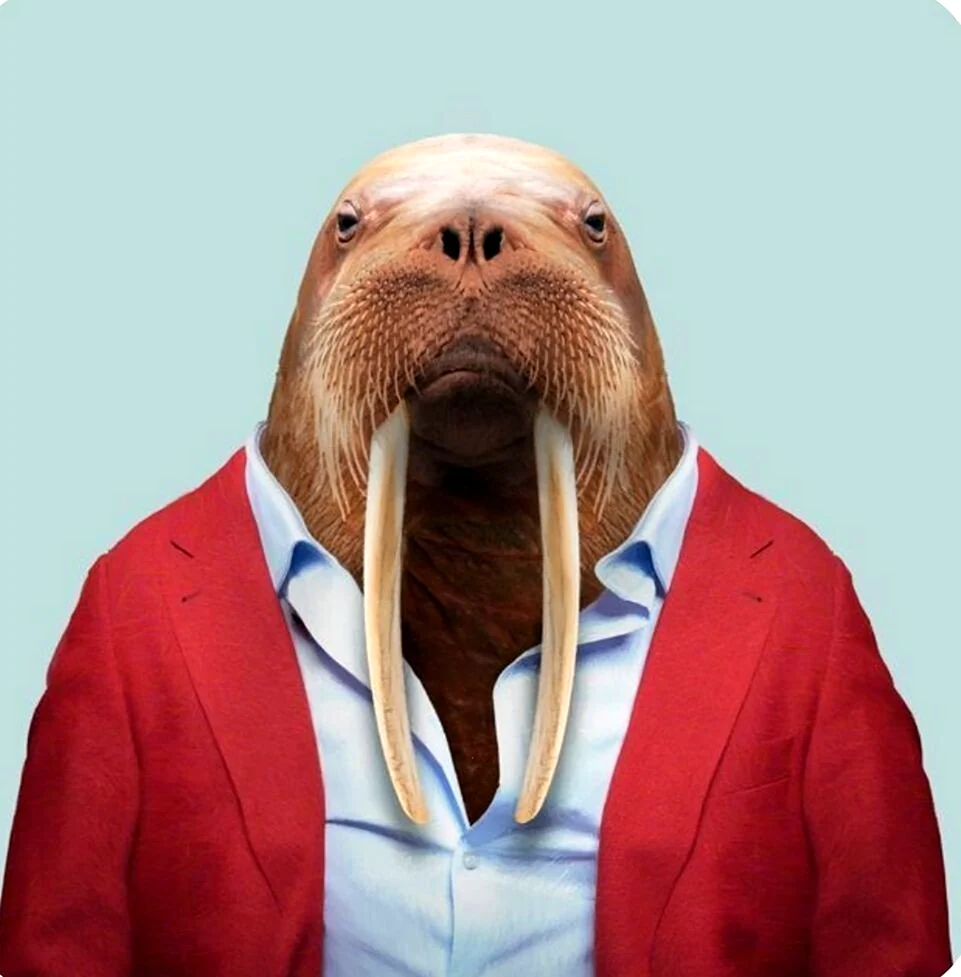 Костюм моржа