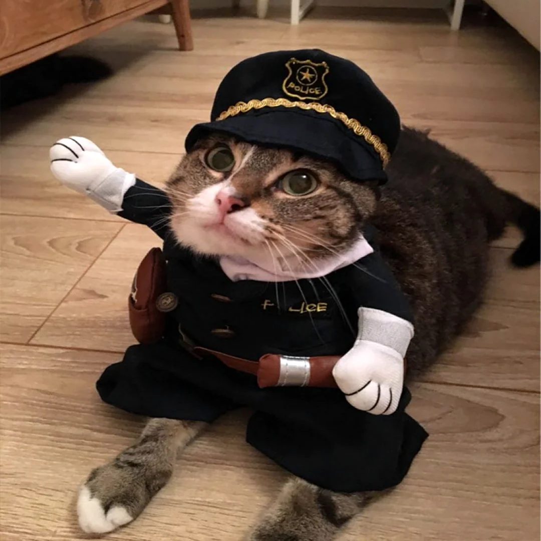 Костюмы для котов
