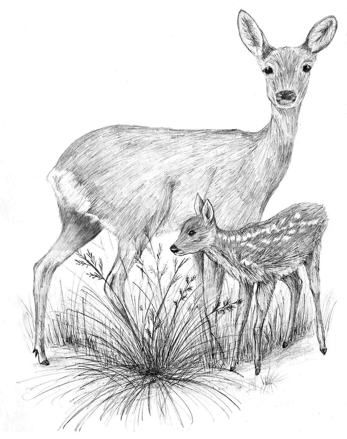 Косуля рисунок карандашом