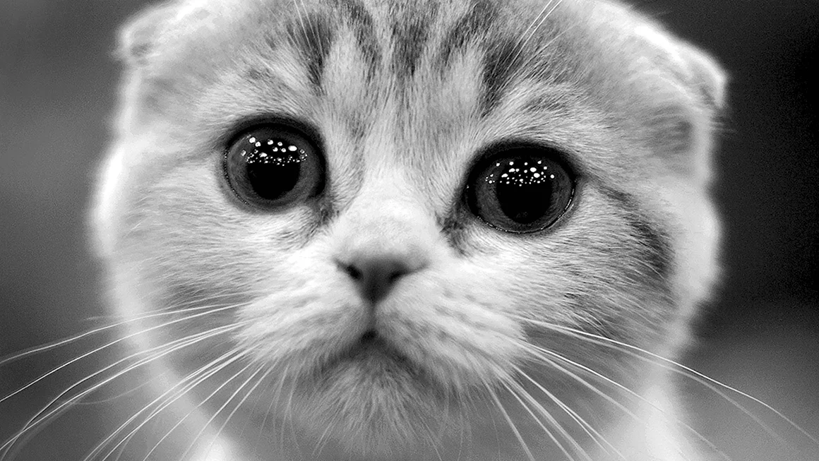 Кот