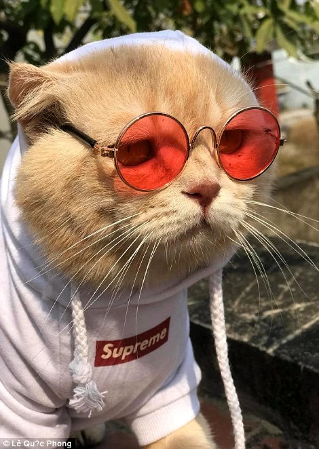 Кот