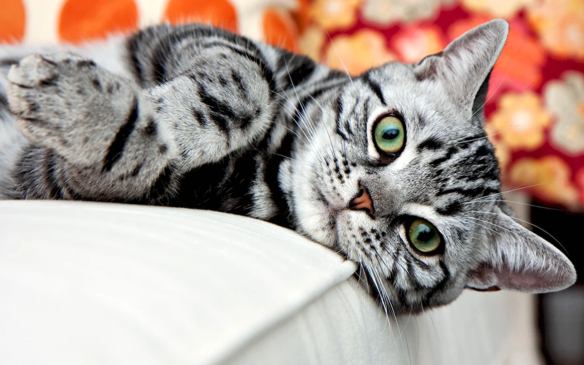 Кот