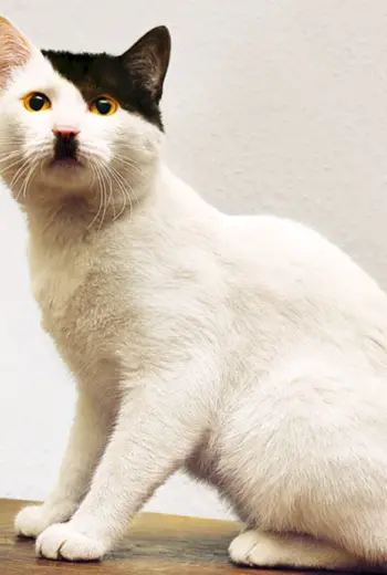 Кот Адольф Гитлер