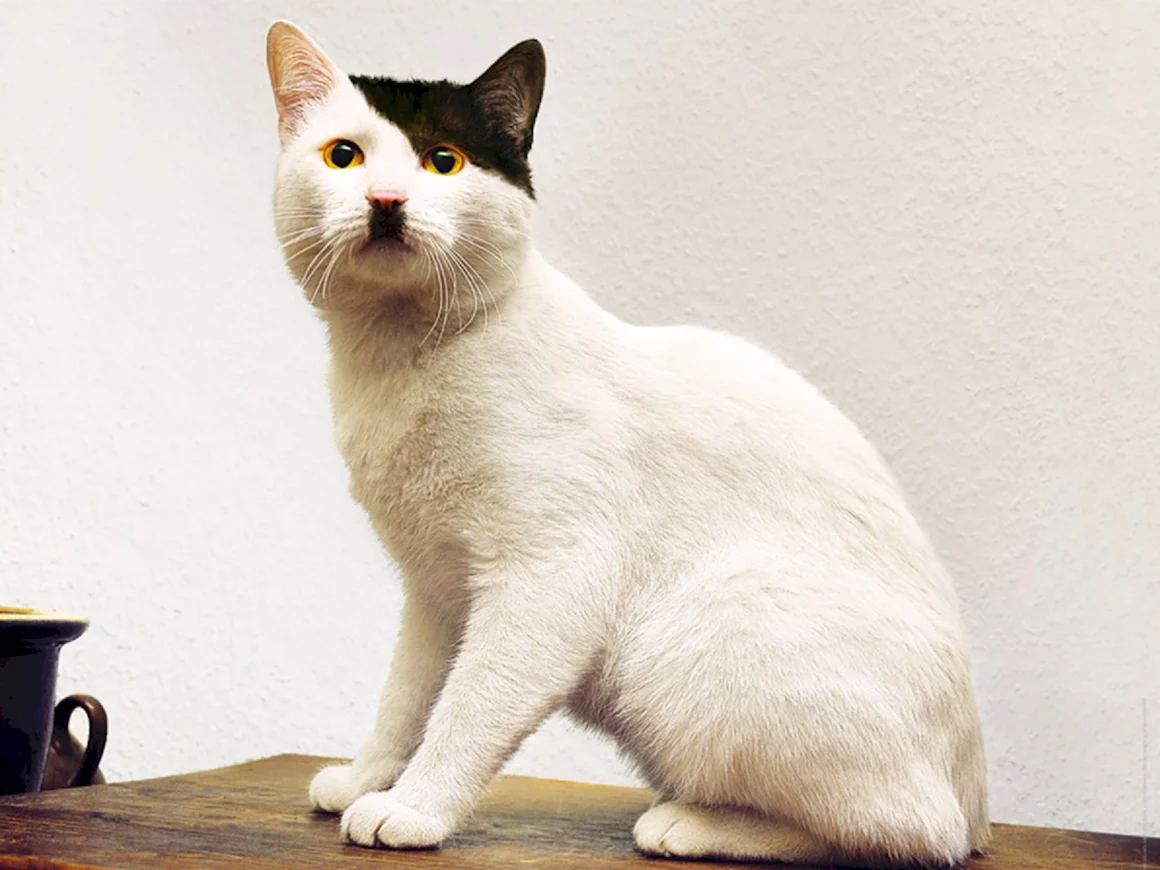 Кот Адольф Гитлер