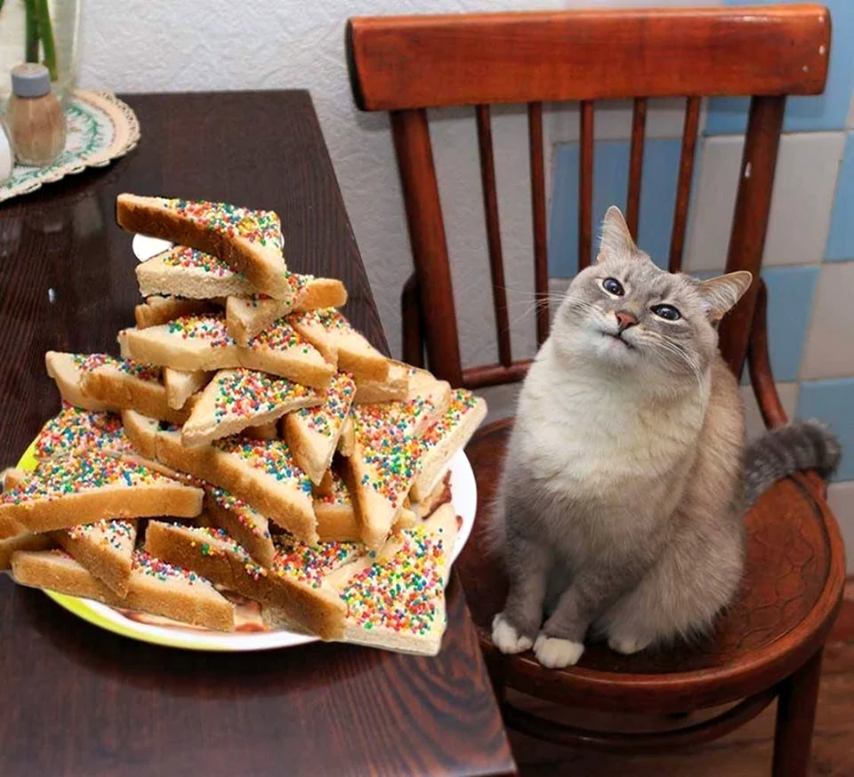 Kot blini