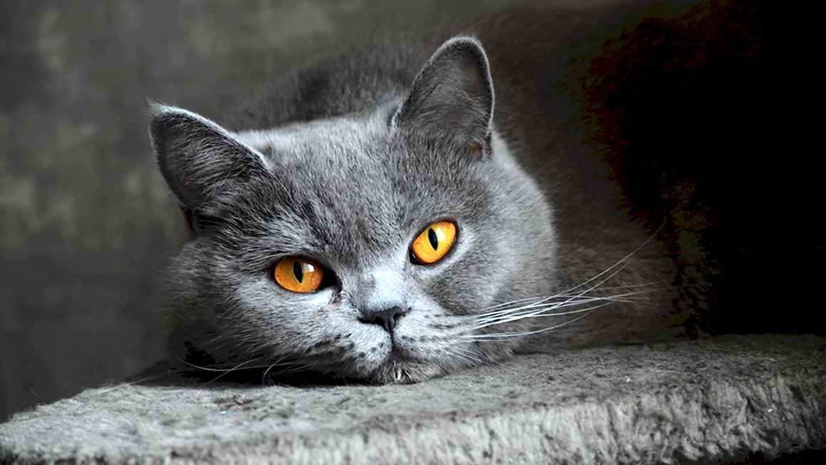 Кот британец серый