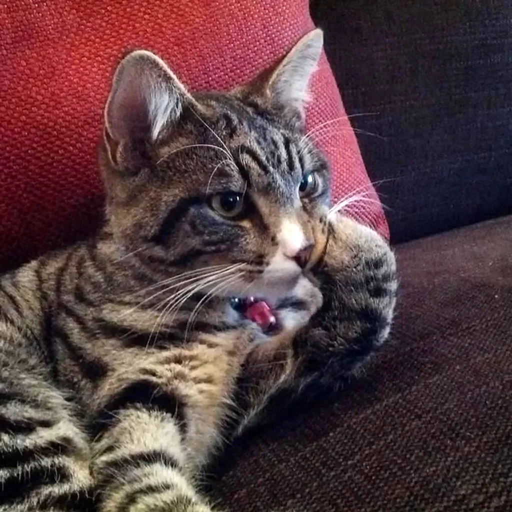 Кот думает