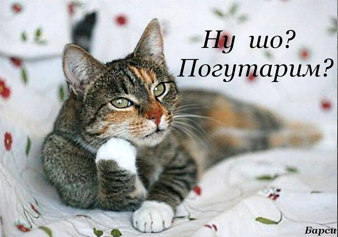 Кот думает