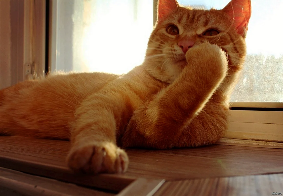 Кот думает