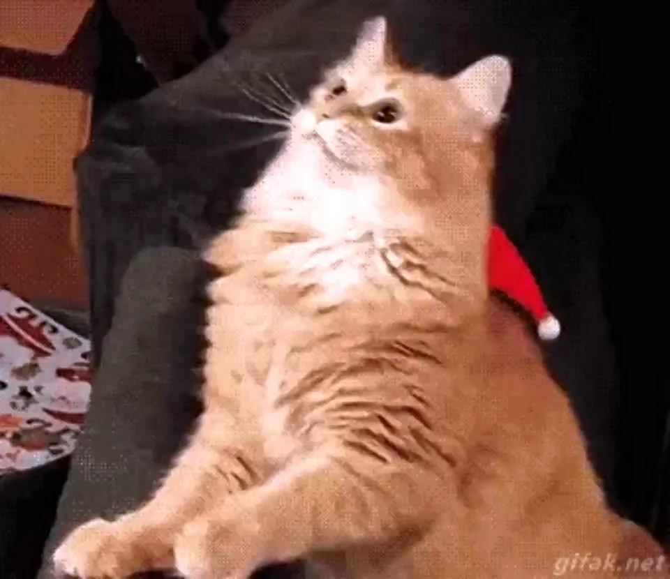 Кот двигает головой