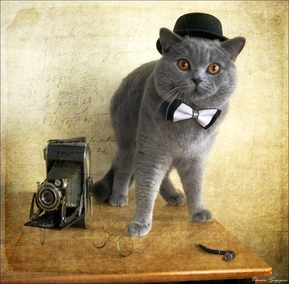 Кот джентльмен