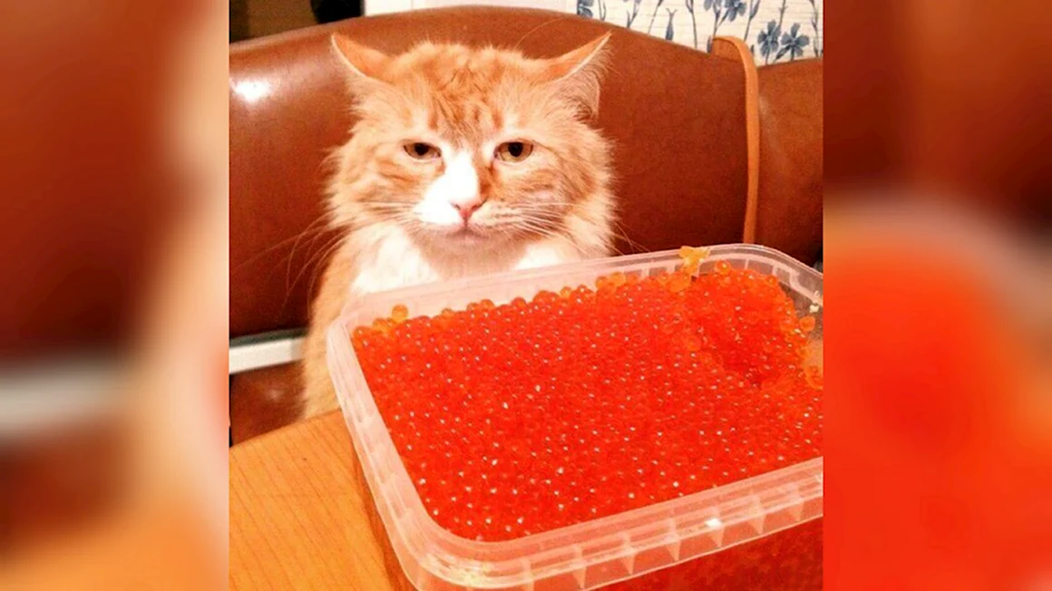 Кот ест икру