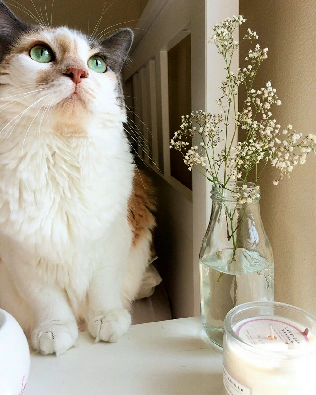 Кот Эстетика
