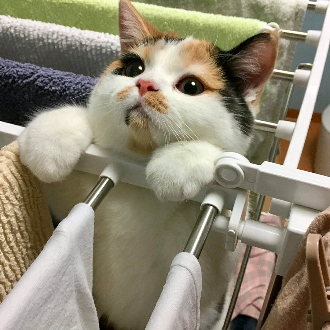 Кот Эстетика