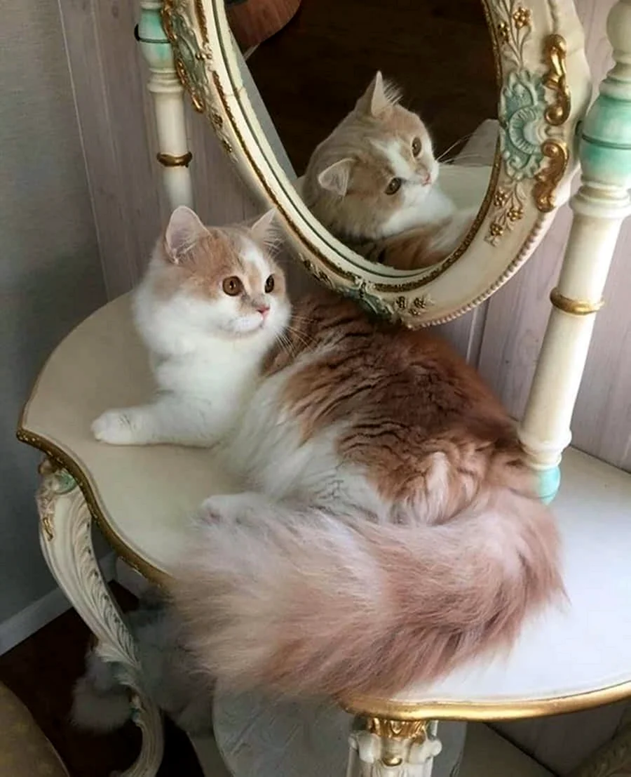 Кот Эстетика