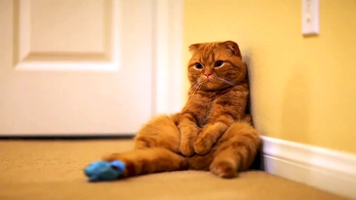 Кот gif